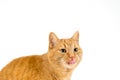 funny red tiger cat sticks out its tongue