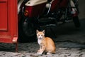 Funny Red Cute Homeless Cat Kitten Sitting Outdoor In Street