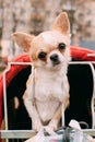 Funny Red And White Tiny Chihuahua Dog Looks Out Of Cage.