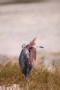 Funny reddish egret wading bird Egretta rufescens having a bad hair day Royalty Free Stock Photo