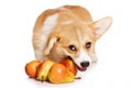 Funny redhead welsh corgi pembroke puppy eating fruit