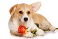 Funny redhead welsh corgi pembroke puppy and rose flower