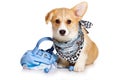 Funny redhead welsh corgi pembroke puppy in a scarf and with a dog bag