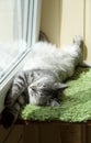 Funny resting cat in the balcony on sunny hot summer day, sleepy cat, young kitten in the terrace, half sleepy cat with open eyes