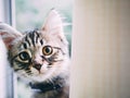 Funny resting cat in the balcony, young kitten in the terrace.