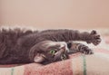 Funny resting cat in the day, sleepy cat, young cat in bed, half sleepy cat with open eyes Royalty Free Stock Photo