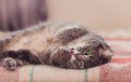 Funny resting cat in the day, sleepy cat, young cat in bed, half sleepy cat with open eyes Royalty Free Stock Photo