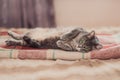 Funny resting cat in the day, sleepy cat, young cat in bed, half sleepy cat with open eyes Royalty Free Stock Photo