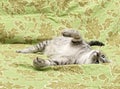 Funny resting cat, sleepy cat, half sleepy cat with open eyes resting on a sofa Royalty Free Stock Photo