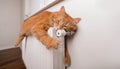 Funny resting red cat on warm radiator. Sleepy stretched cat, Lazy relaxed pet. Fun animal