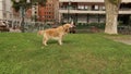 Funny retriever puppy rolling over on grass exposing its body to warm sunbeams