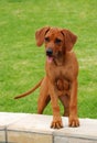 Funny Rhodesian Ridgeback puppy Royalty Free Stock Photo