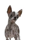 Funny dog on a white background. A mixture of Chinese crested. Cool pet