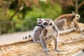 Funny Ring-tailed lemur family. Royalty Free Stock Photo