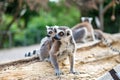 Funny Ring-tailed lemur family. Photo of wild animals. Royalty Free Stock Photo