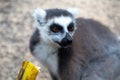 The funny ring-tailed lemurs in their natural environment Royalty Free Stock Photo