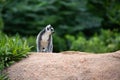 The funny ring-tailed lemurs in their natural environment Royalty Free Stock Photo