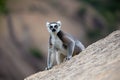 The funny ring-tailed lemurs in their natural environment Royalty Free Stock Photo