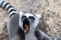 The funny ring-tailed lemurs in their natural environment Royalty Free Stock Photo