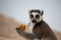 The funny ring-tailed lemurs in their natural environment Royalty Free Stock Photo