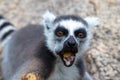 The funny ring-tailed lemurs in their natural environment Royalty Free Stock Photo