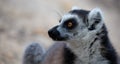 The funny ring-tailed lemurs in their natural environment Royalty Free Stock Photo