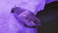 Funny Ringed seal trying get to sleep stock footage video