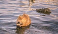 Funny river animal with apple slice in paws