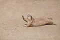 Funny rodent rising paw up like it is thirsty Royalty Free Stock Photo