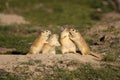 Funny rodents Royalty Free Stock Photo