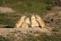 Funny rodents