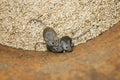 Funny rodents little gray mice sit in a barrel with a stock of wheat grains, spoil the harvest and look up scared