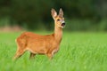 Funny roe deer fawn grazing in nature and looking into camera in nature Royalty Free Stock Photo