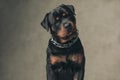 Funny rottweiler dog with collar holding tongue out and panting