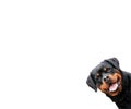 Funny rottweiler dog isolated Royalty Free Stock Photo