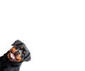 Funny rottweiler dog isolated