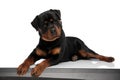 Funny rottweiler dog looking up and judging while laying down