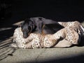 Funny Rottweiler dog sleeping in a dog bed