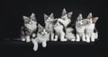 Funny row of seven playing black tabby with white Maine Coons cat Royalty Free Stock Photo