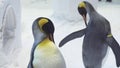 Funny royal penguins communicate in snow stock footage video