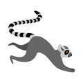 Funny running lemur