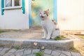 Funny rural cat sitting near the door and meowing