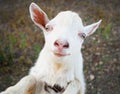 Funny rural little goat kid