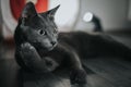 Funny Russian blue cat resting on the floor Royalty Free Stock Photo