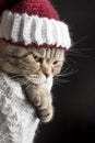 Funny sad cat in a Christmas hat of Santa Claus Royalty Free Stock Photo