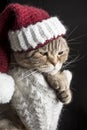 Funny sad cat in a Christmas hat of Santa Claus Royalty Free Stock Photo