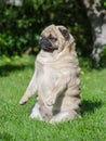 Funny sad pug dog Royalty Free Stock Photo