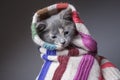 Funny sad young freezing cat wrapped in a scarf