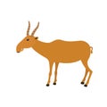 Funny Saiga Antelope