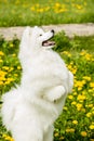 Funny Samoyed dog playing outdoors